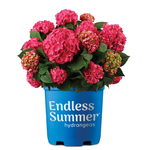 Endless Summer Live 1Gal Hydrangea Shrub