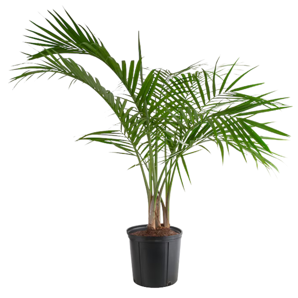 Lowe's Majesty Palm House Plant In 1.94 Gallon(s) Pot