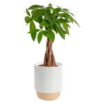 16" Costa Farms Money Tree (Pachira Aquatica) Live Indoor Bonsai-Style Plant