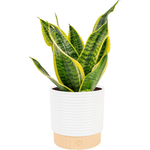 Costa Farms Snake Tongue Live Plant In Decorative Pot (12"-20" Tall)