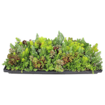 Altman 10" X 20" Hardy Sedum Groundcover Mat