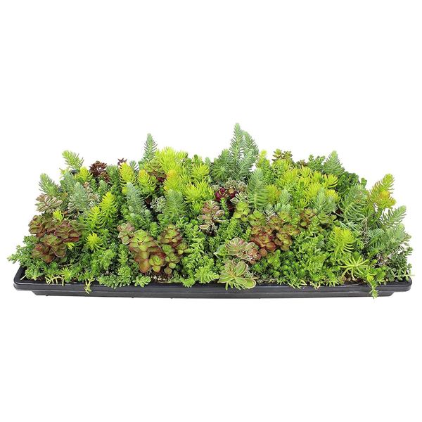 Altman 10" X 20" Hardy Sedum Groundcover Mat