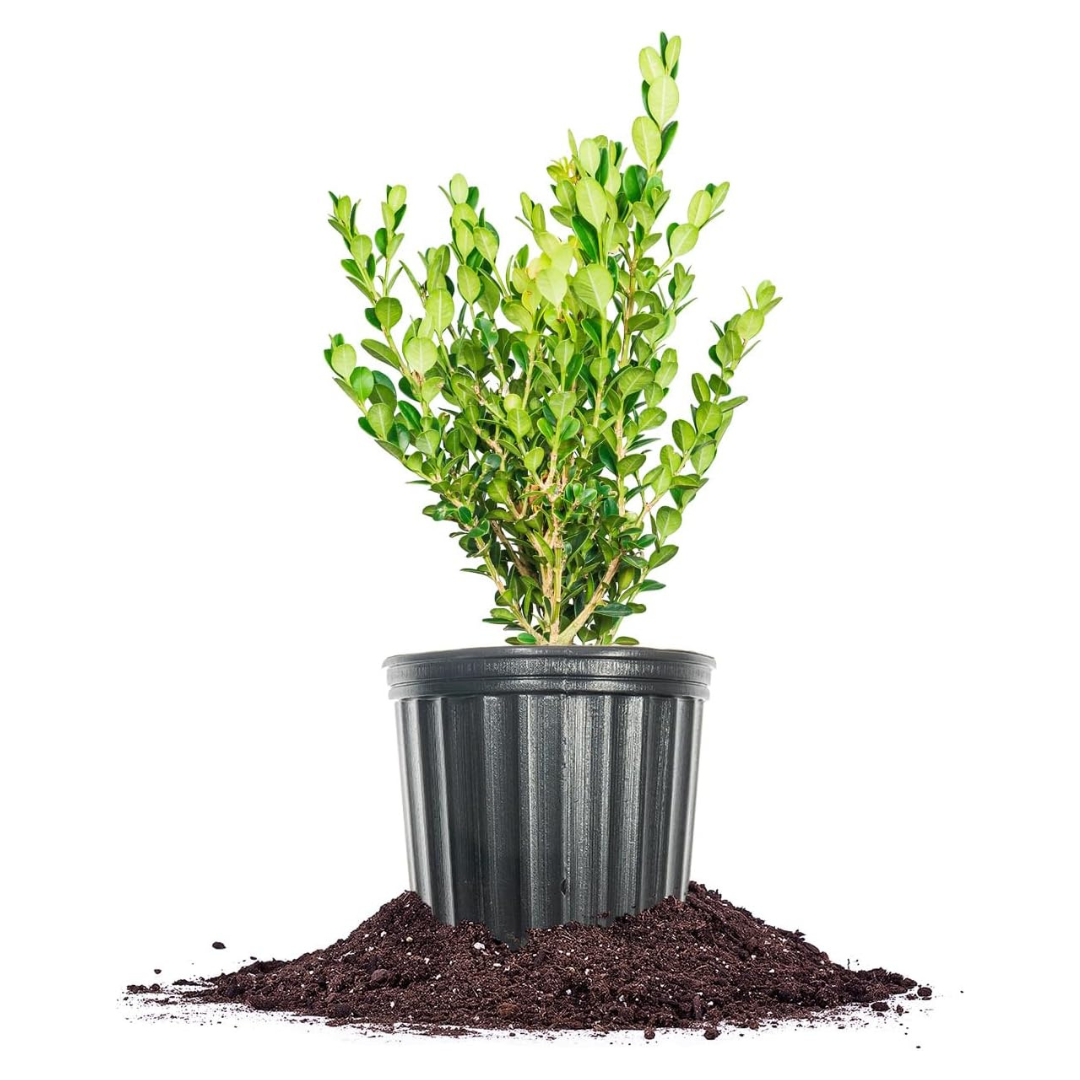 Winter Gem Boxwood 1 Gallon Live Evergreen Shrub
