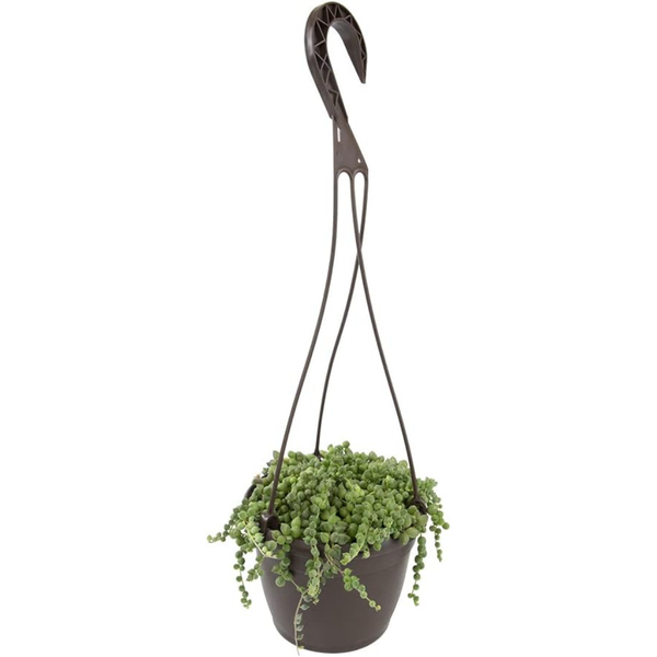 String Of Pearls Hanging Succulent Live Indoor Plant Elegant Trailing Houseplant