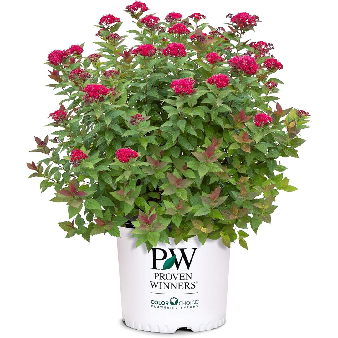 2 Gal. Proven Winners Double Play Doozie Spirea Shrub