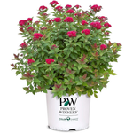 2 Gal. Proven Winners Double Play Doozie Spirea Shrub