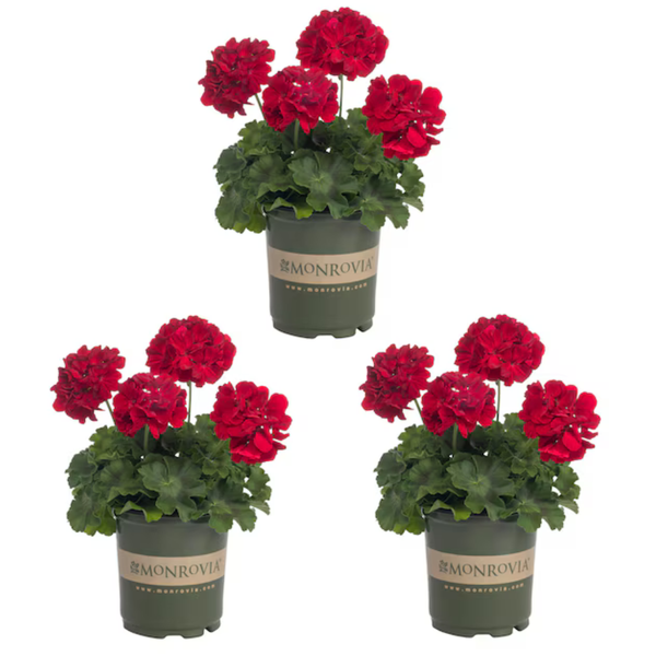 3-Pack Metrolina Greenhouses Red Geranium In 2-Quart Pot