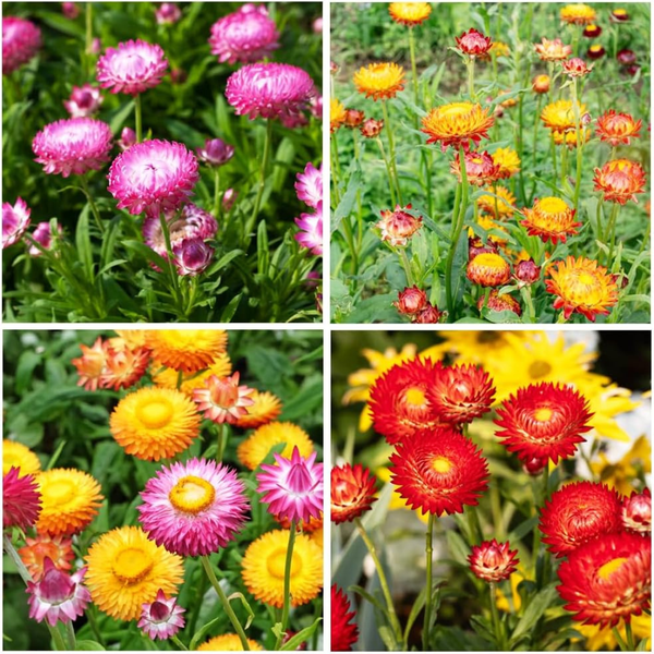 2500+ Perennial Mixed Strawflower Flower Seeds