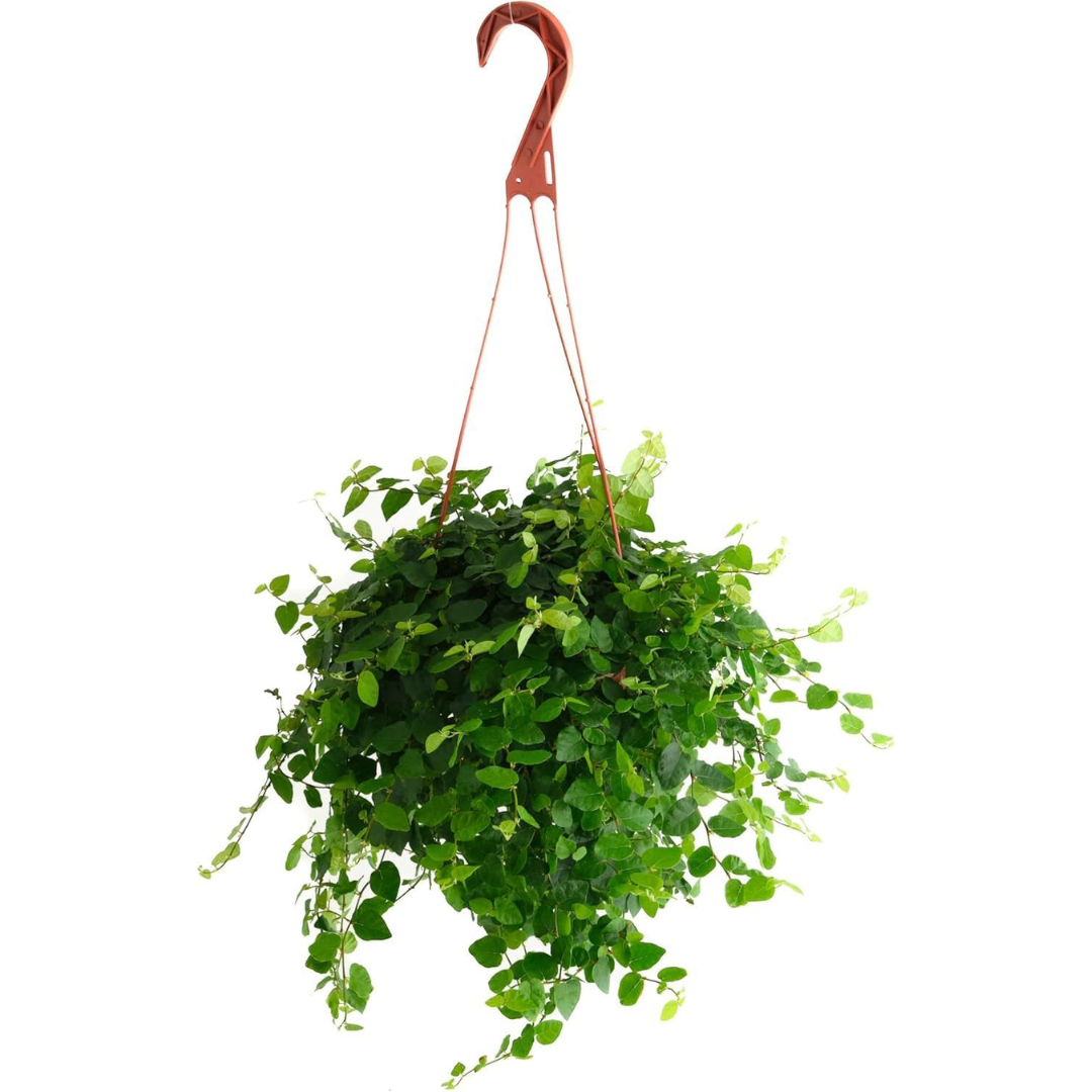 6" Ficus Repens Creeping Fig Live Indoor Lush and Versatile Plant