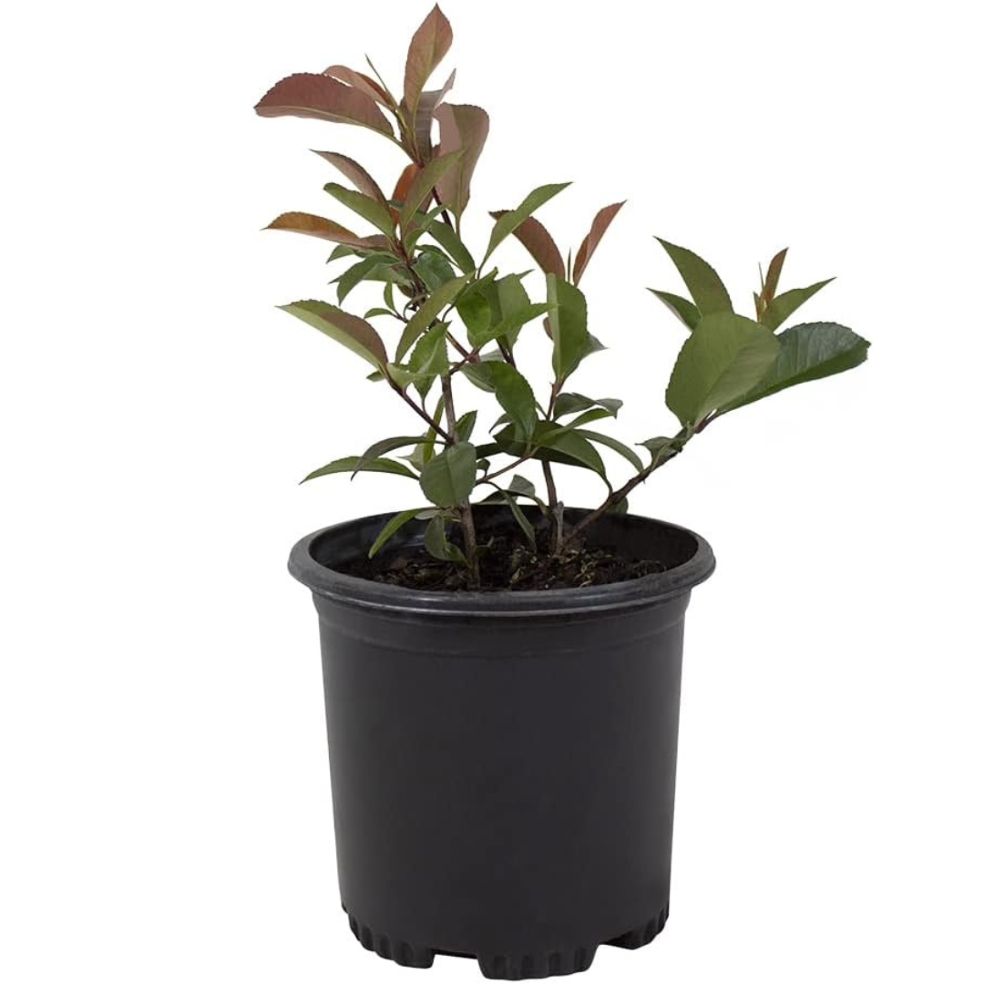Red Tip Photinia Plants Live Plant Outdoor Plants