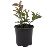 Red Tip Photinia Plants Live Plant Outdoor Plants