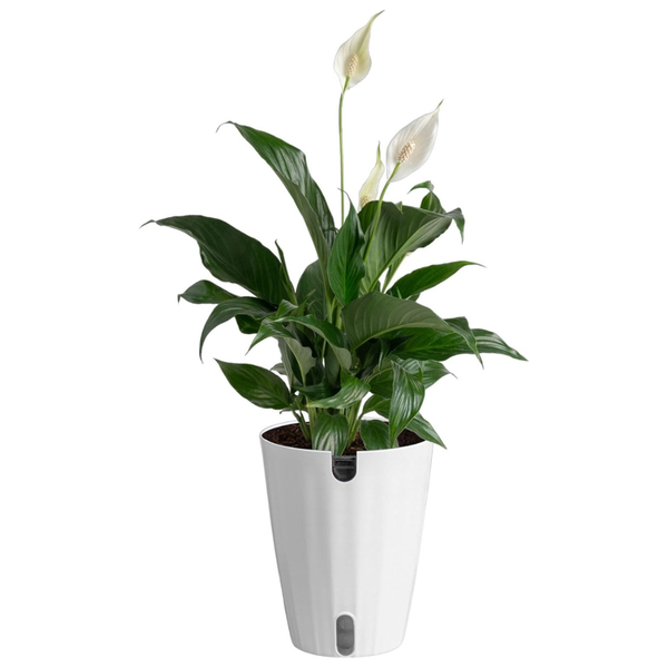 Costa Farms 14-24'' Tall Peace Lily Live Indoor Plant In Decorative Pot