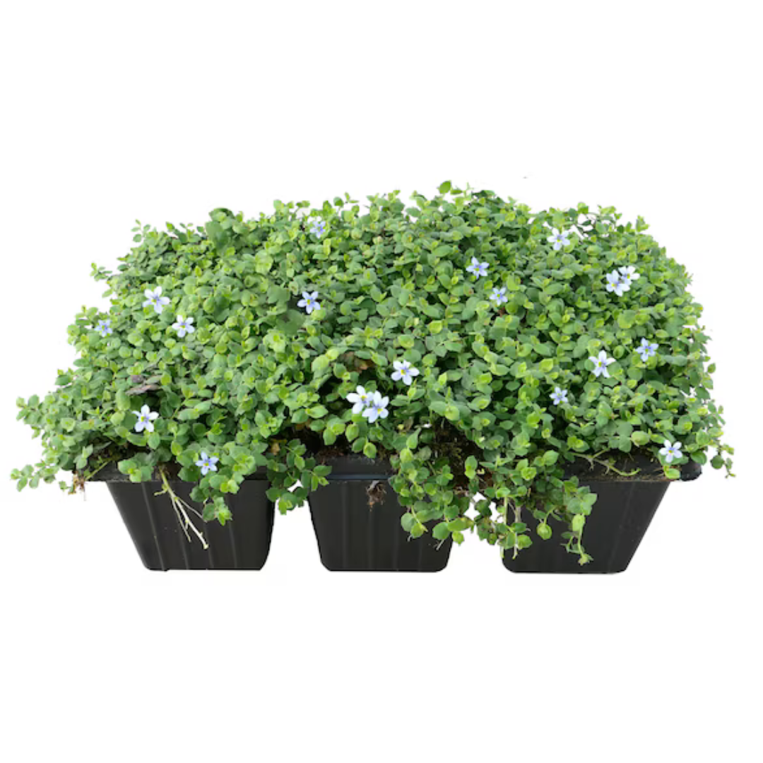 6-Pack Perennial Isotoma Blue Star Groundcover with White Flowers