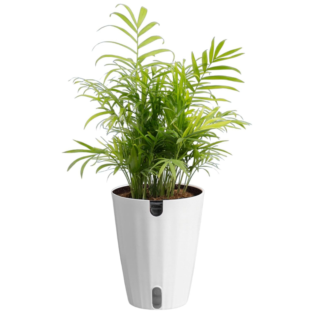 Costa Farms 14"-18" Parlor Palm Live Plant