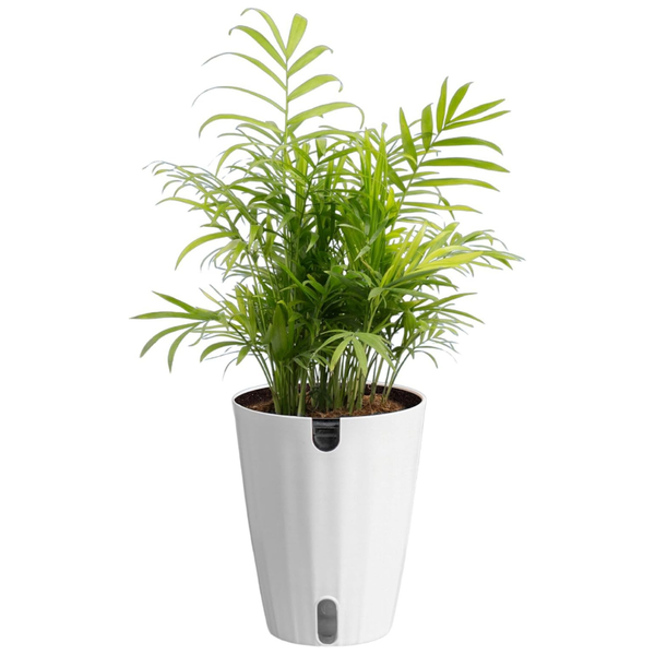Costa Farms 14"-18" Parlor Palm Live Plant