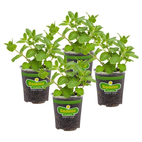 4-Pack Bonnie Plants Sweet Mint Live Edible Aromatic Herb Plant