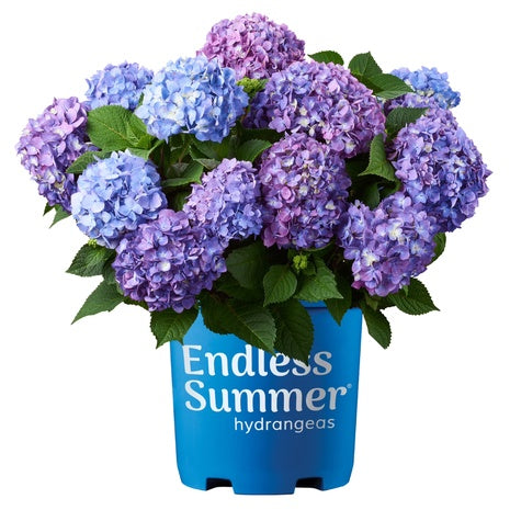 1 Gal. Endless Summer Bloomstruck Hydrangea