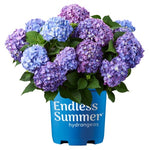 1 Gal. Endless Summer Bloomstruck Hydrangea