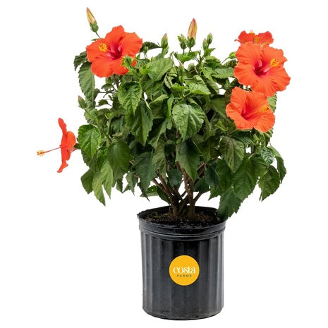 Costa Farms Tropical Hibiscus Bush