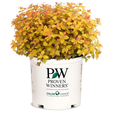 Double Play Candy Corn Spirea Shrub (2-Gallon)