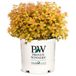 Double Play Candy Corn Spirea Shrub (2-Gallon)