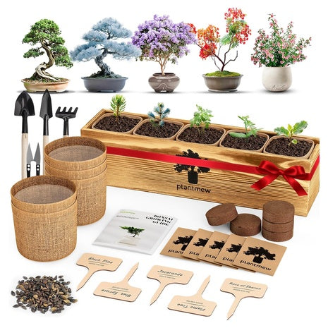 Bonsai Tree Kit