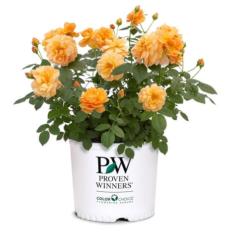 2-Gallon At Last Rose Plant w/ Sunset Orange Flowers