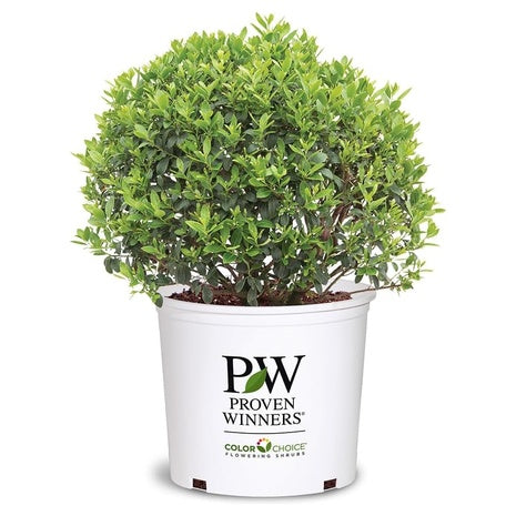 2-Gallon Strongbox Holly Shrub