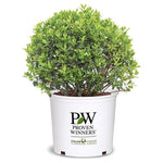 2-Gallon Strongbox Holly Shrub