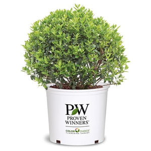 2-Gallon Strongbox Holly Shrub