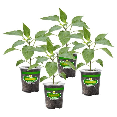 4-Pack 19.3 oz Onnie Snacking Red Pepper Plants