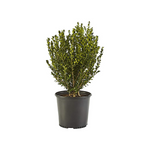 Wintergreen Boxwood Shrub Plant
