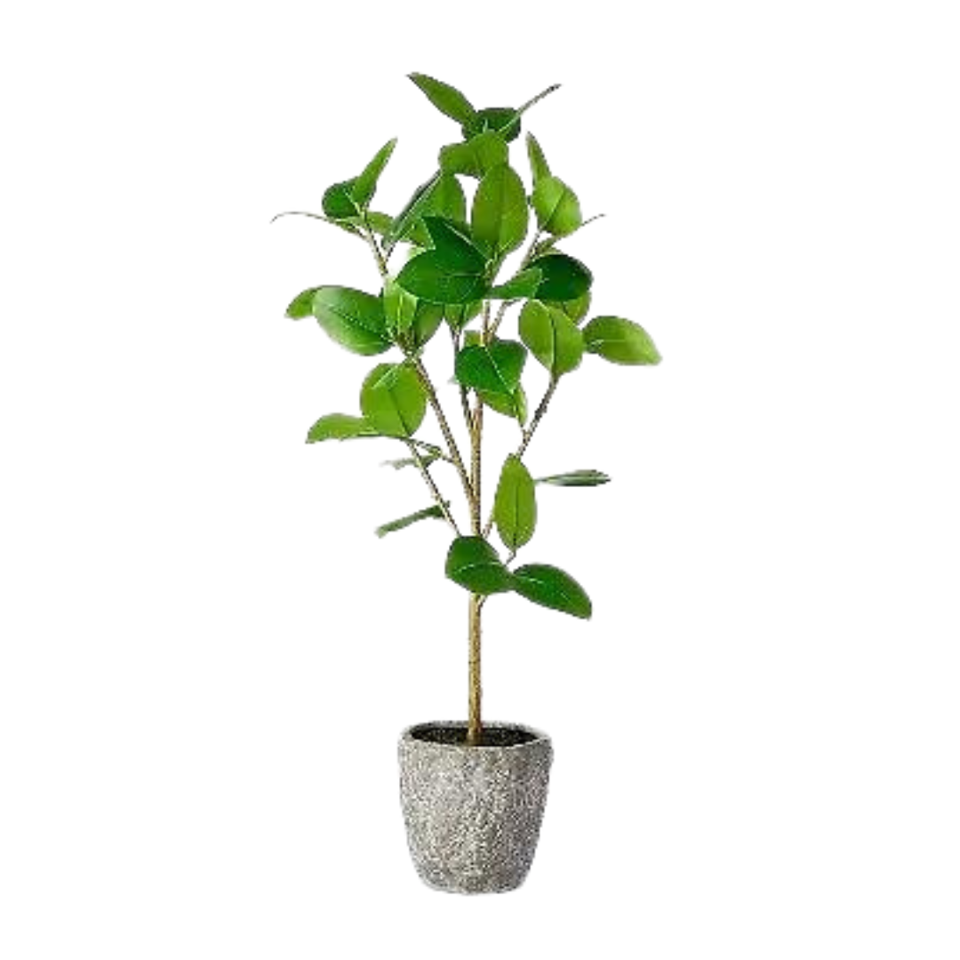 Potted Banyan Tree with Studio McGee