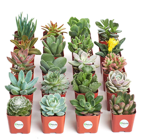 Save up to 30% on select Shop Succulents