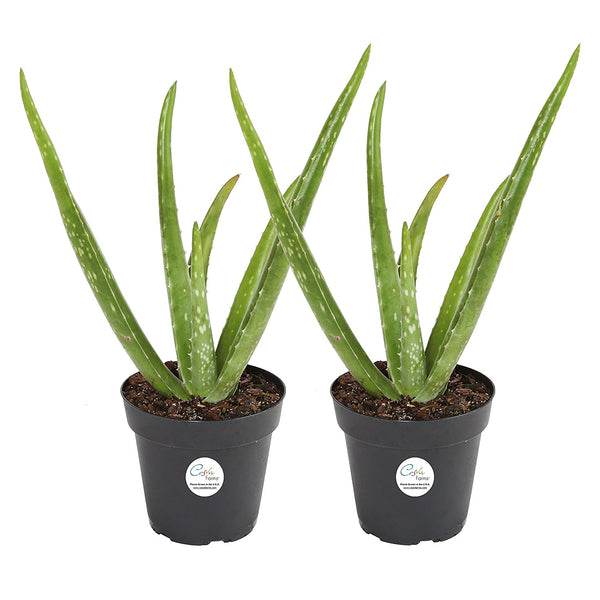 Save Big on House Plants from Costa Farms