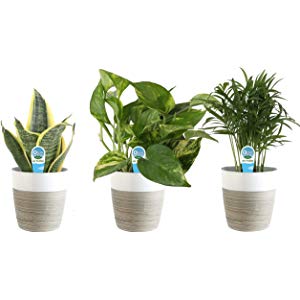 Save up to 30% on Indoor Live Plants