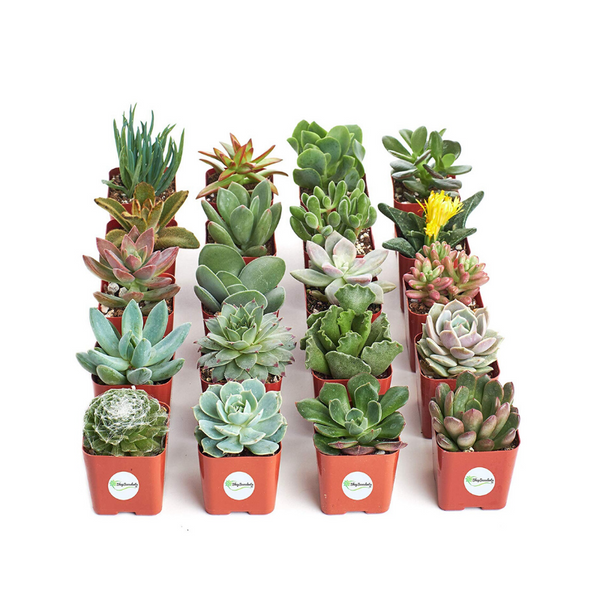 Ahorre hasta un 30% en plantas vivas suculentas