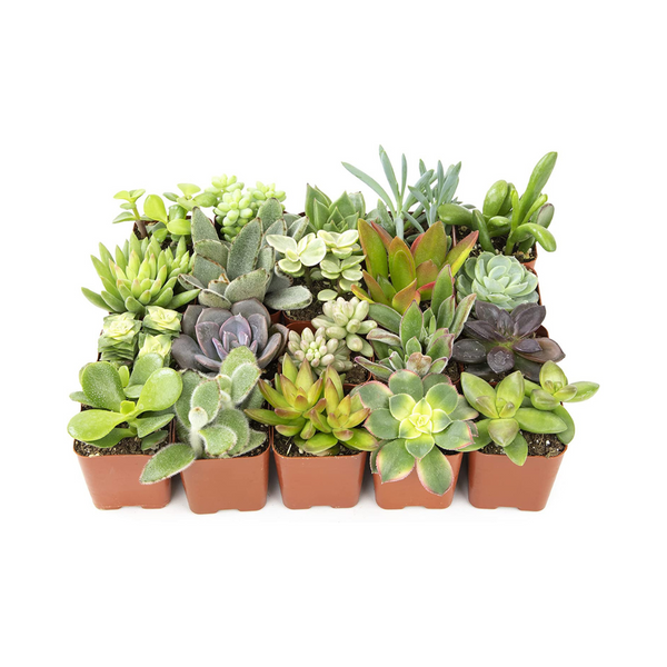 20-Pack Altman Plants Assorted Potted Live Succulent Plants