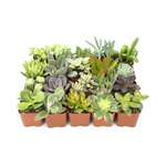 20-Pack Altman Plants Assorted Potted Live Succulent Plants